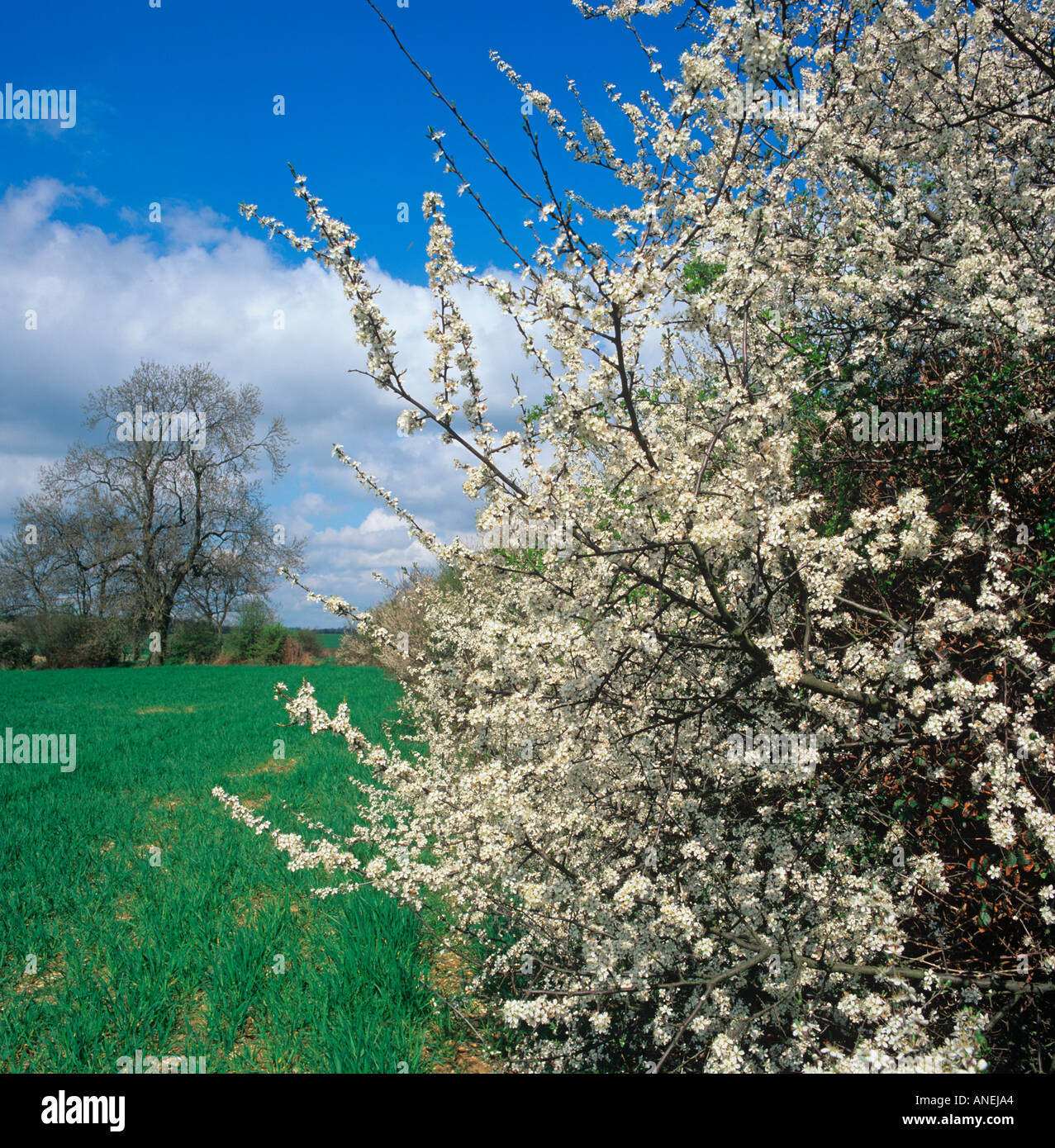Blackthorn Blossom Prunus spinosa and oak tree in hedgerow Stock Photo