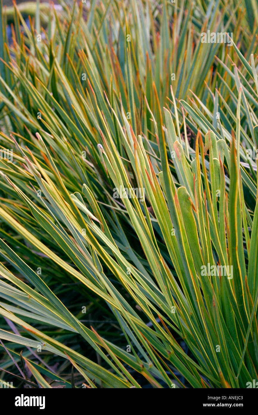 Evergreen plant aciphylla aurea Common names Golden Speargrass or