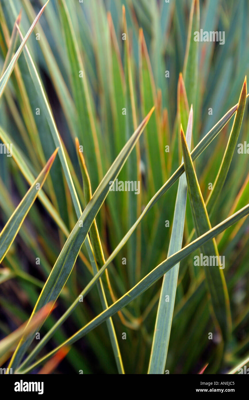 Evergreen plant aciphylla aurea Common names Golden Speargrass or