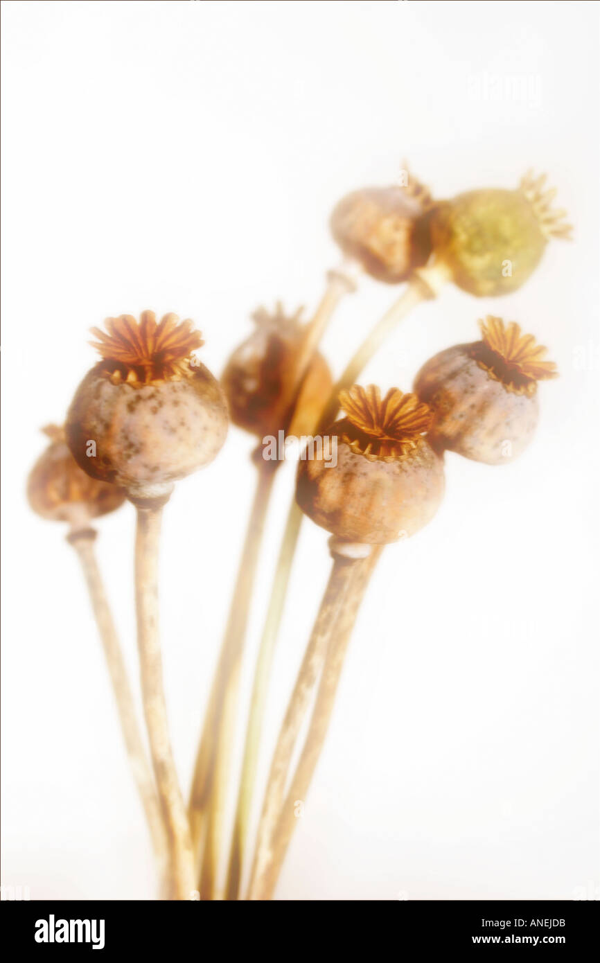 Poppy seedheads soft focus Botanical name Papaver somniferum Stock Photo