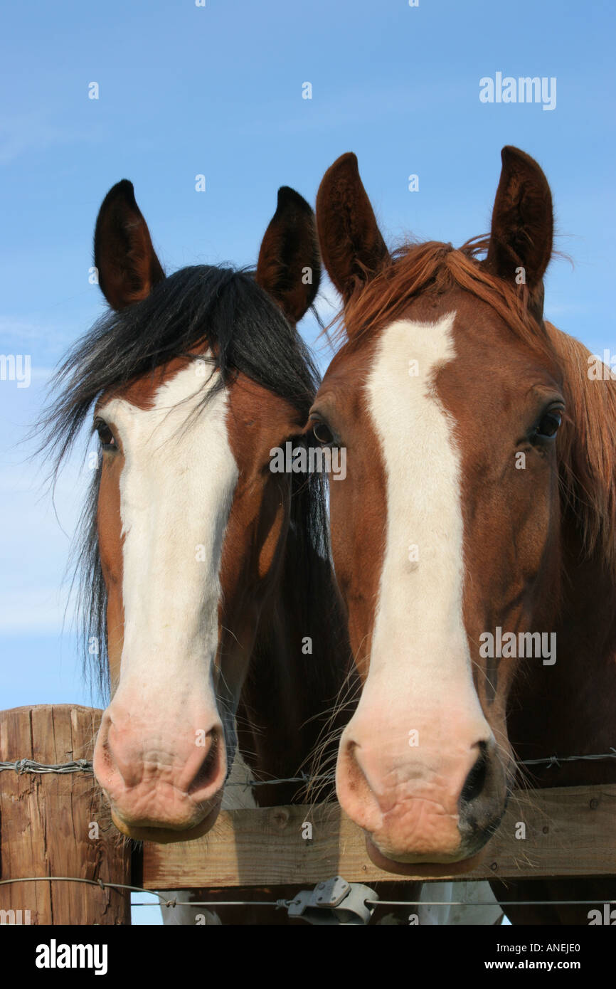 Two horses looking over fence closeup Stock Photo