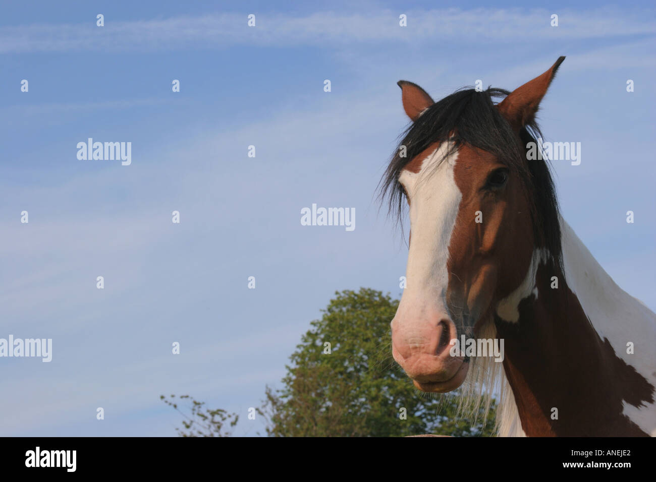 Horses head against blue sky Stock Photo