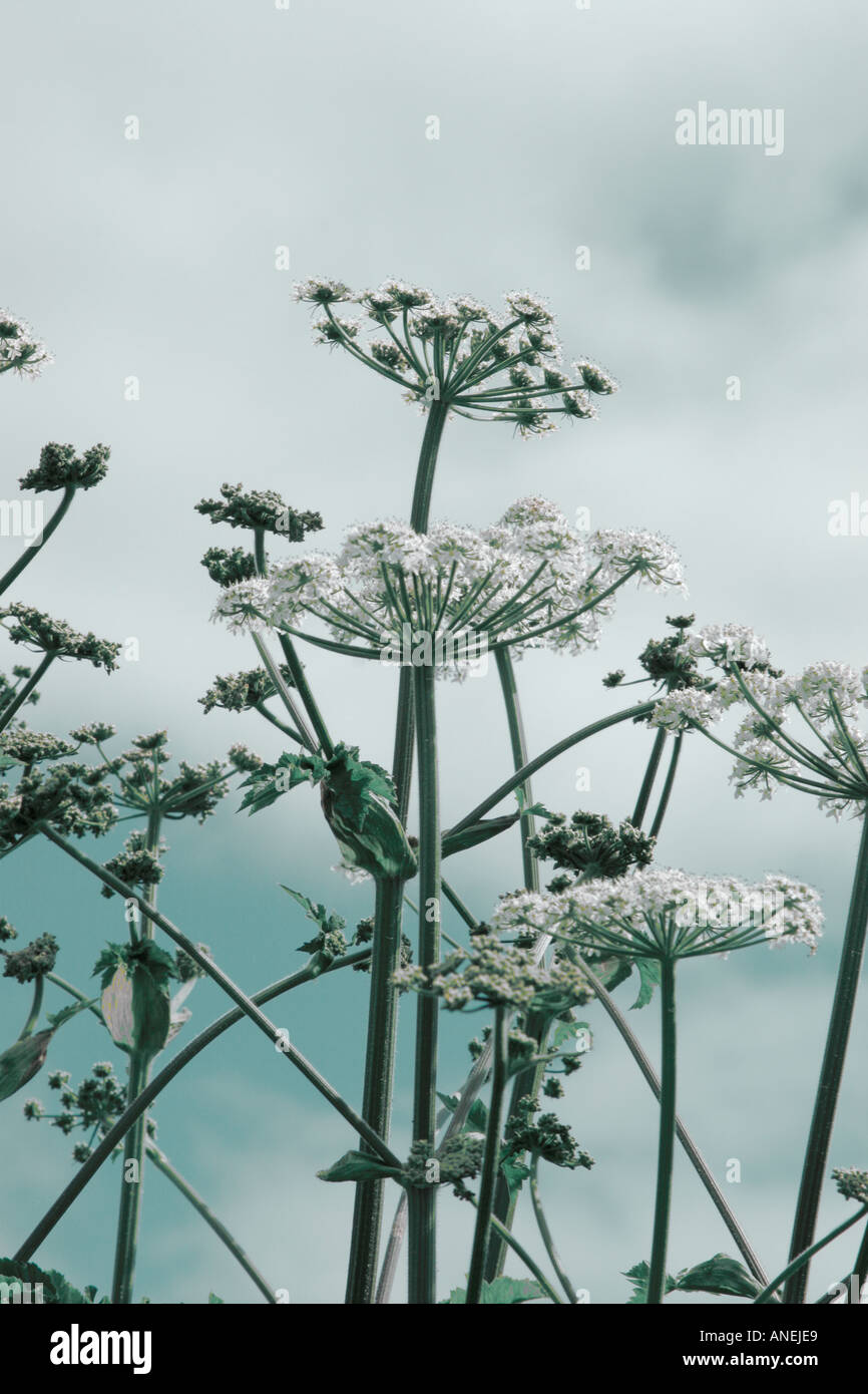 Stems and flower heads of umbelliferous wild plant against sky Digitally altered Stock Photo
