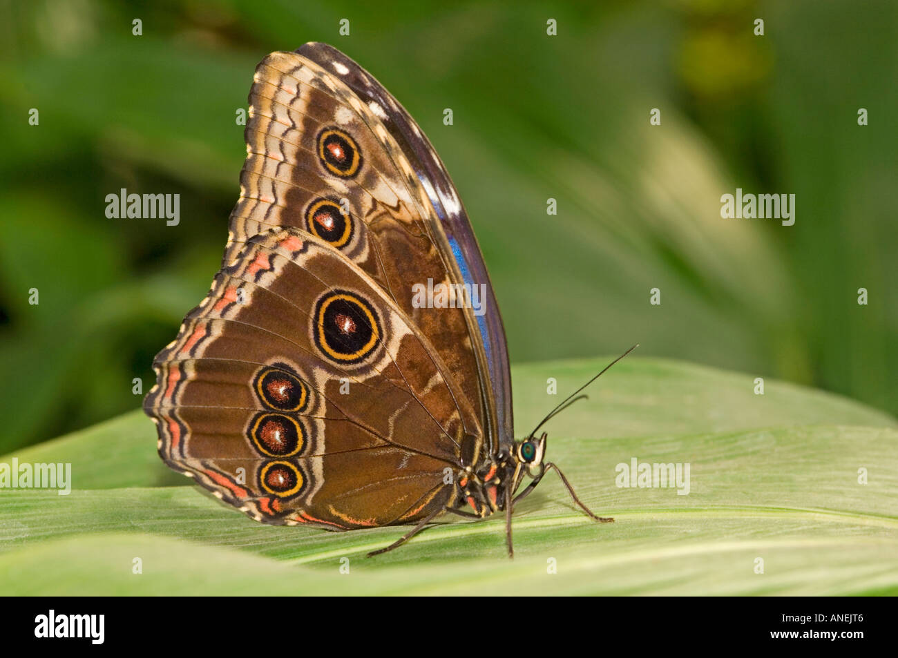 Close up of a Blue Morpho butterfly (morpho peleides) with it's wings upright. Stock Photo
