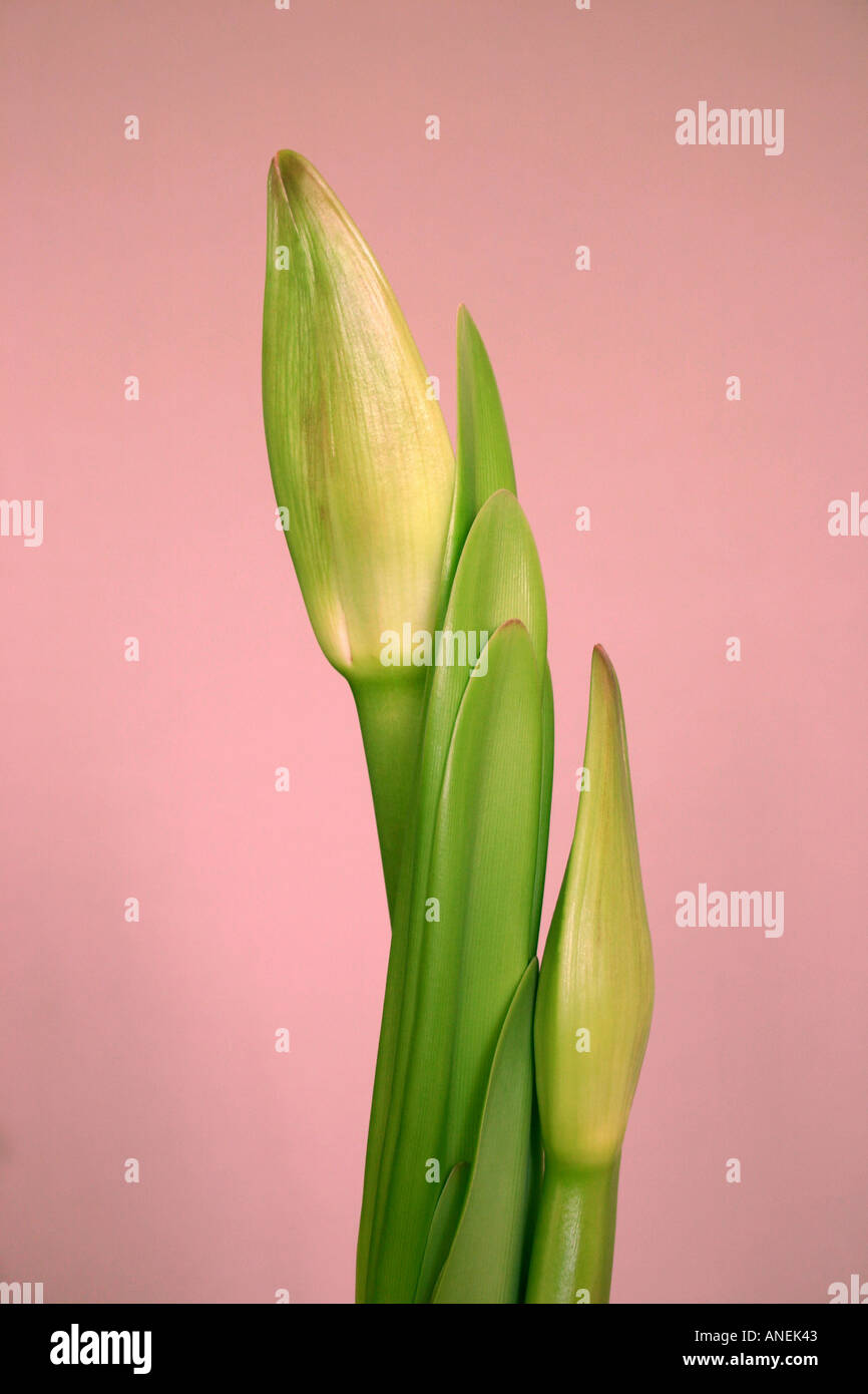 Unopened flower buds of Amaryllis bulb with pink background Stock Photo
