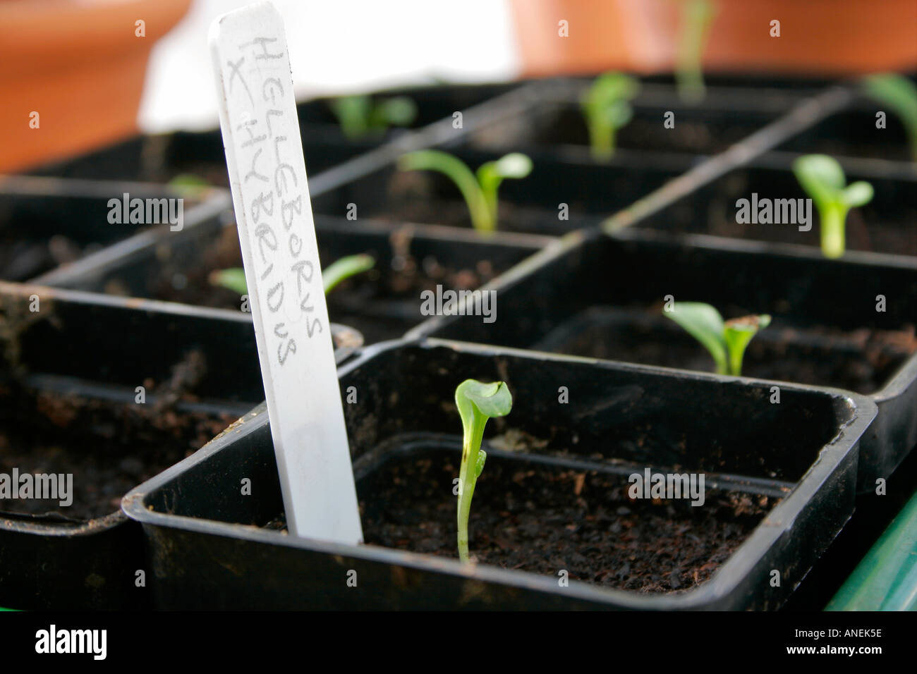 Seedlings nurseries hires stock photography and images Alamy