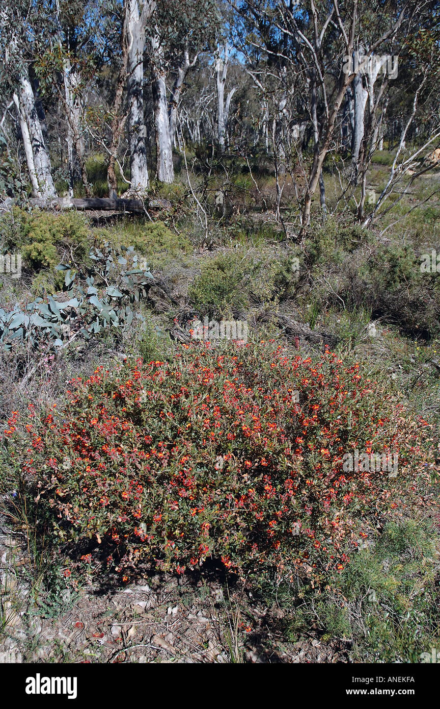 Gastrolobium sp bushes in open woodland Stirling Range National Park Western Australia Stock Photo