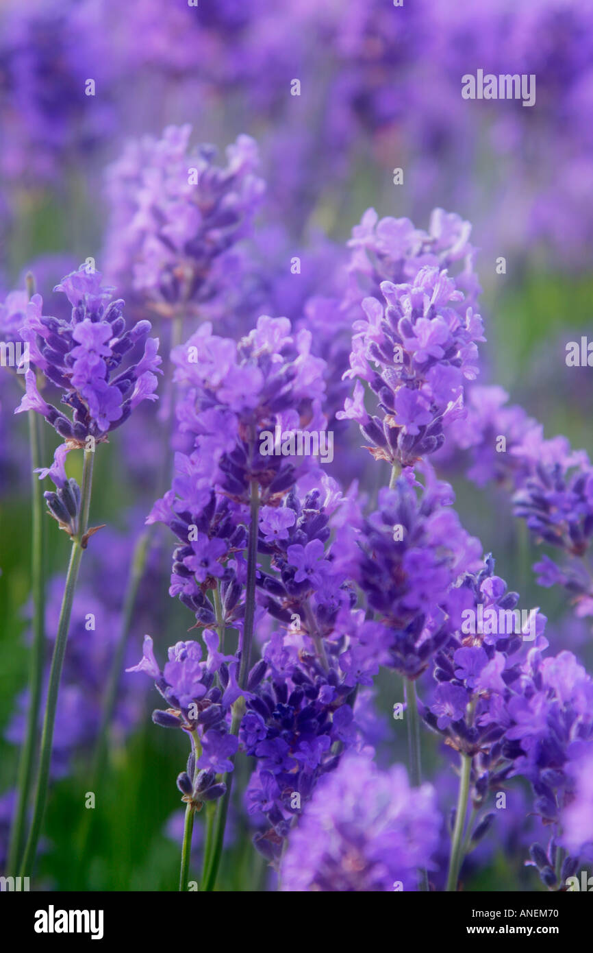 Lavender flowers soft focus hi-res stock photography and images - Alamy