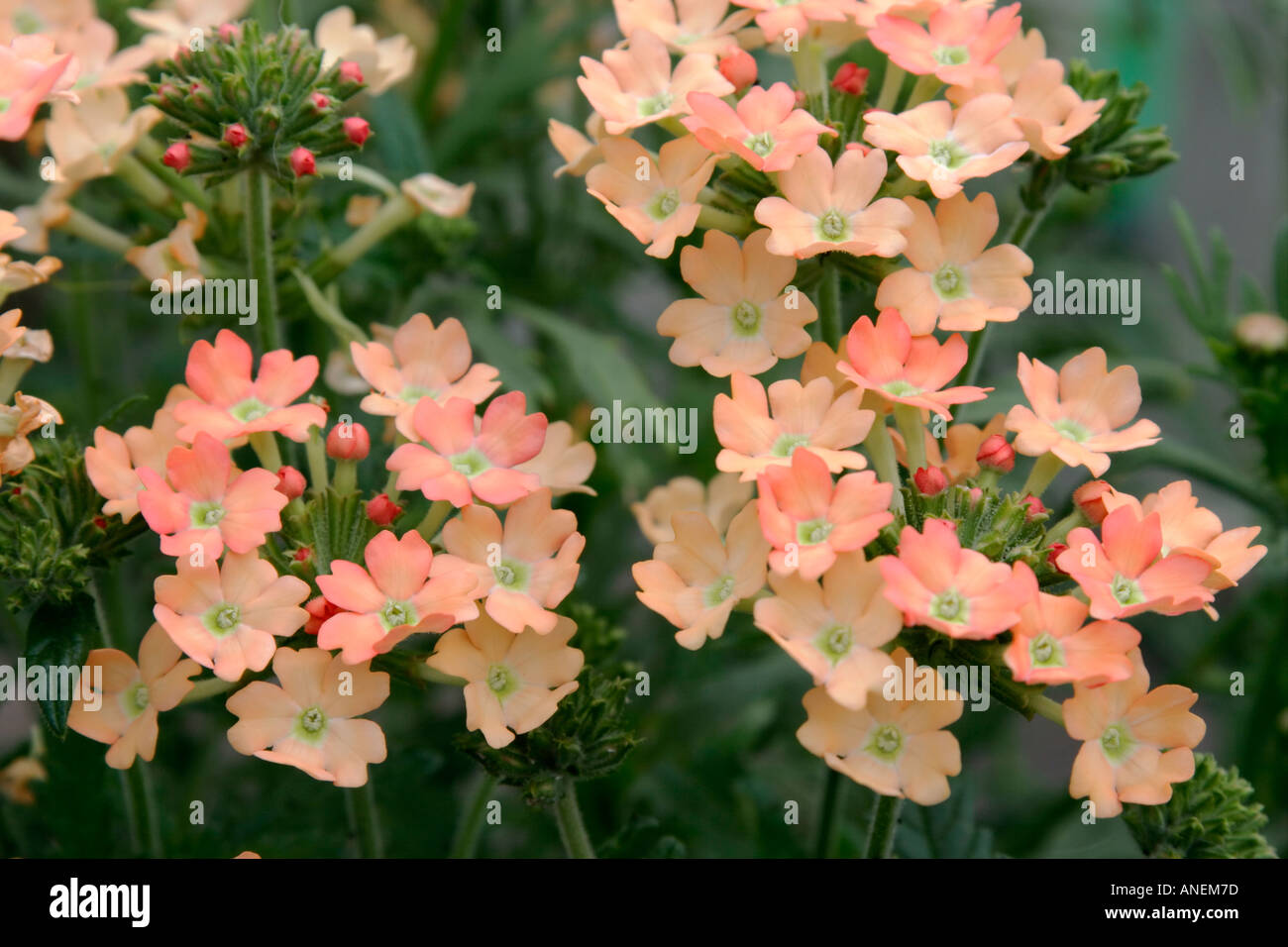 Flowers of annual garden plant Verbena Peaches and Cream Stock Photo