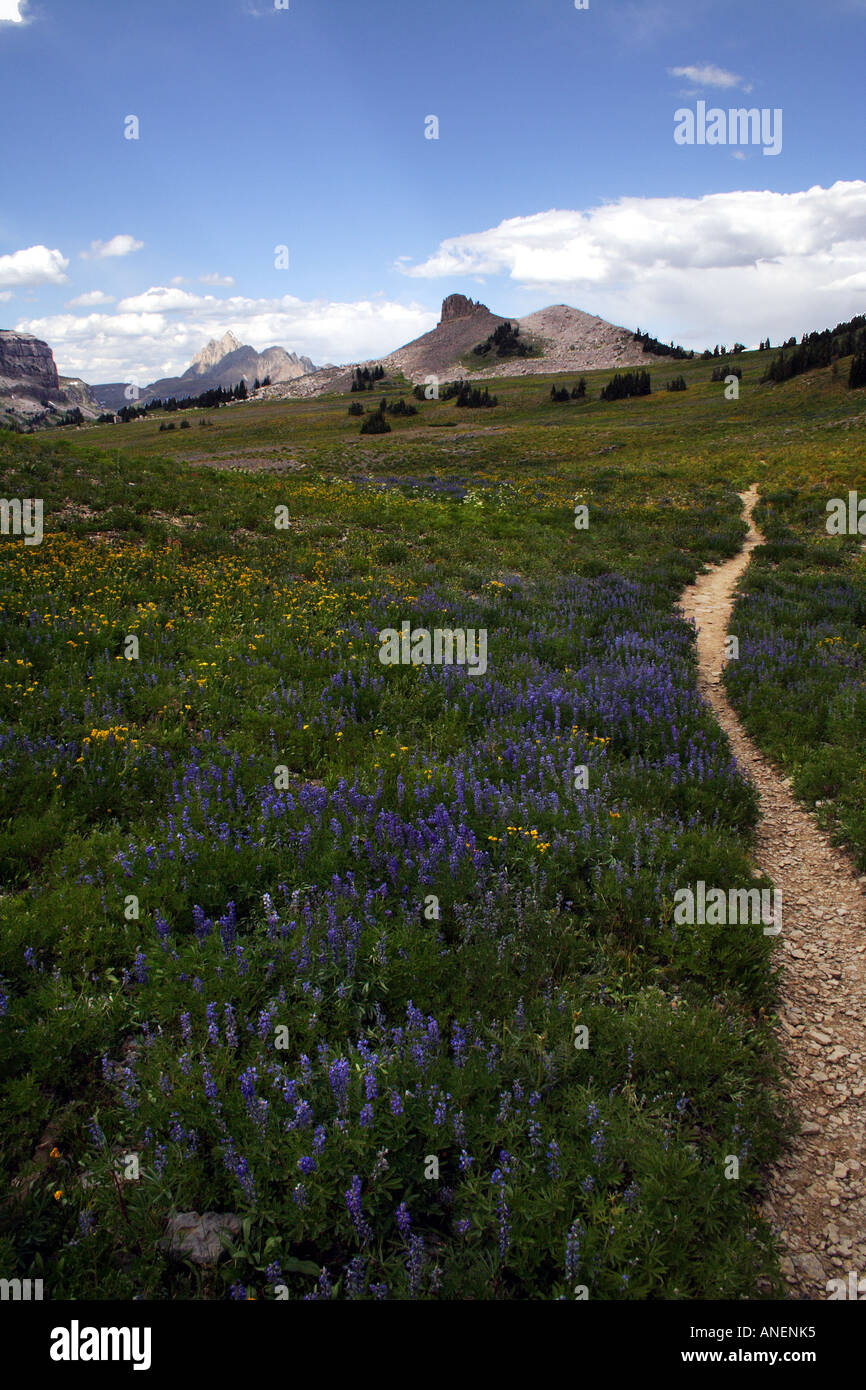 Wildflowers and a Trail in the Grand Tetons, Wyoming, USA Stock Photo