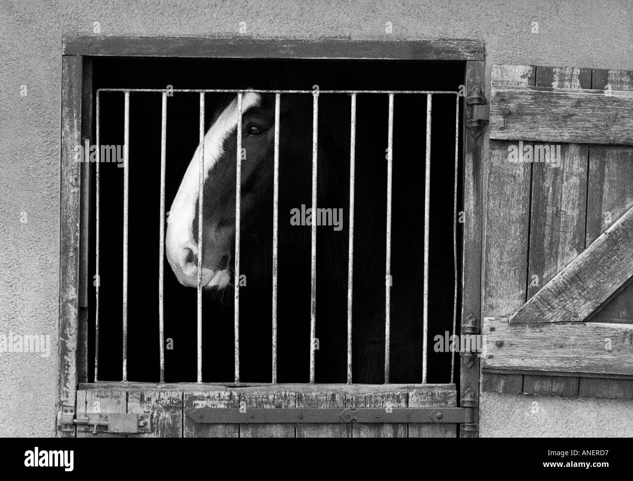Shire Black and White Stock Photos & Images - Alamy