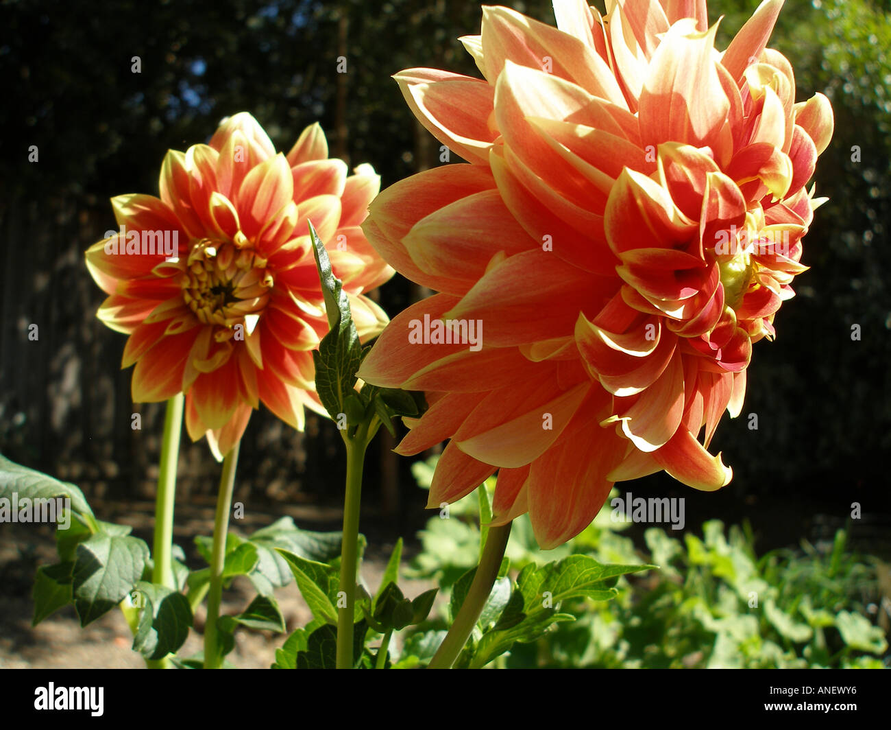 Two flowers, taken in the Livermore Valley, San Francisco Bay Area