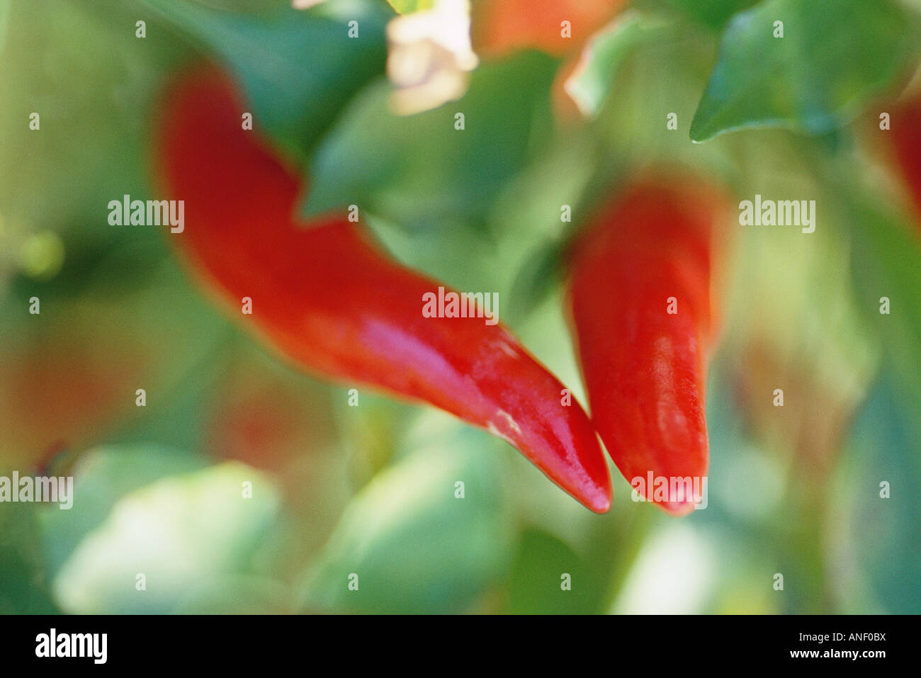 Growing in pairs hi-res stock photography and images - Alamy