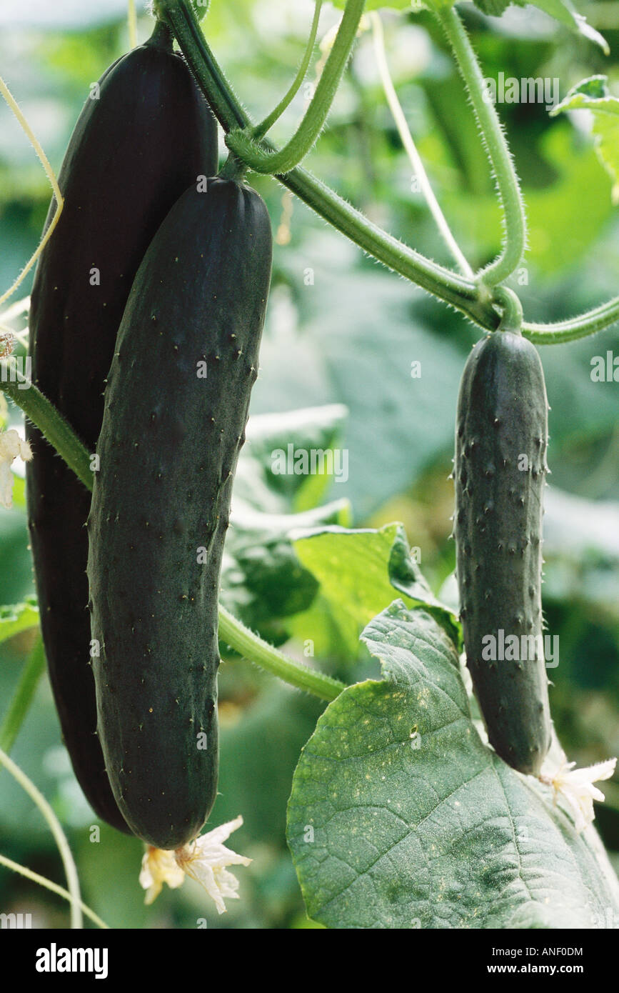 Cucumbers growing in garden, closeup Stock Photo Alamy