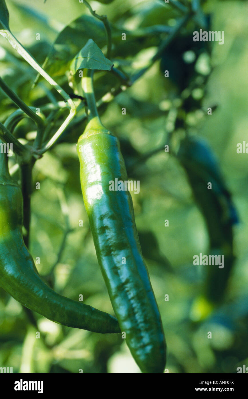 Hot peppers growing in garden, closeup Stock Photo Alamy