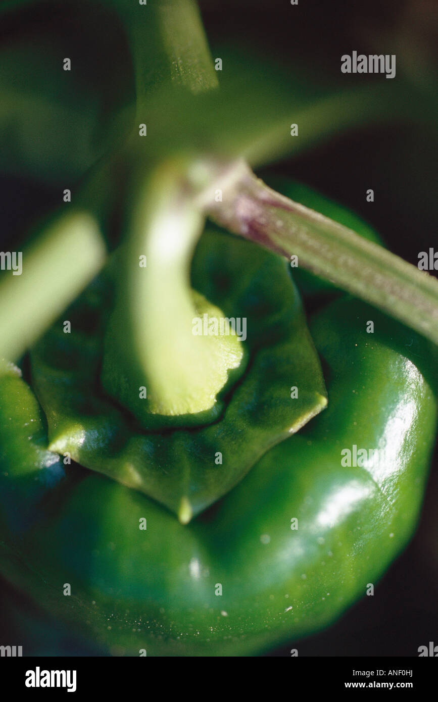 Bell pepper Stock Photo Alamy