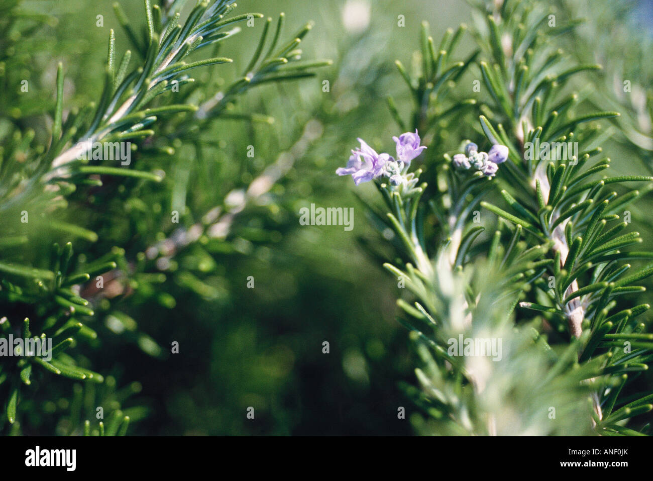 Rosemary plant in bloom, closeup Stock Photo Alamy