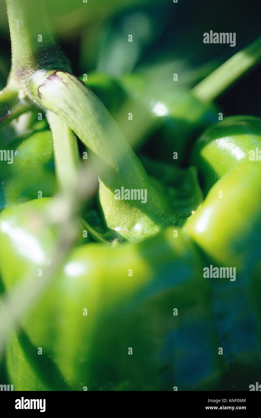 How to Plant Tomatoes Juicy, ripe and colorful, fresh tomatoes are one of the summer season's greatest pleasures. If you have more tomatoes on hand than you know what to do with this year, try one of these delicious.