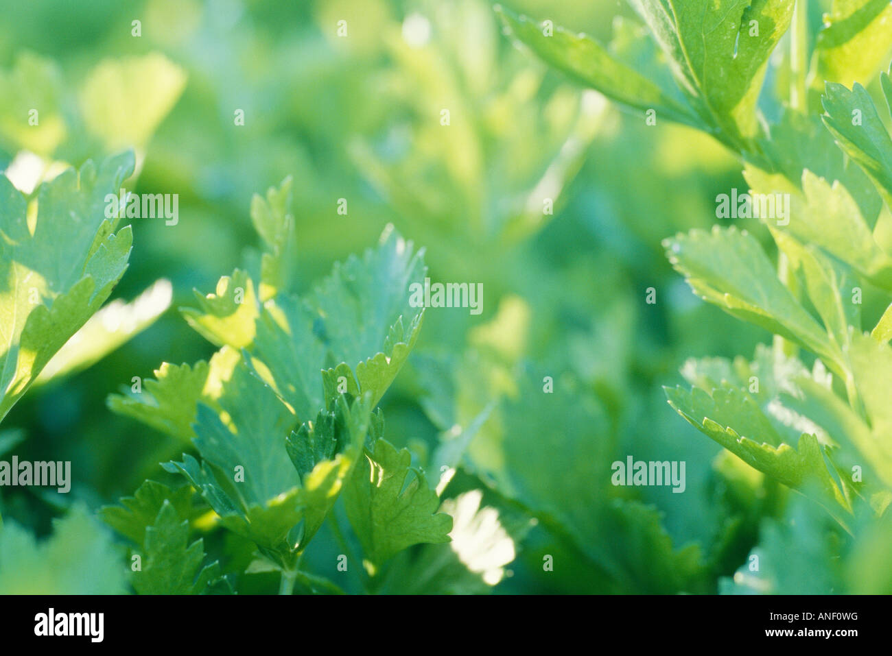 Celeries garden hi-res stock photography and images - Alamy