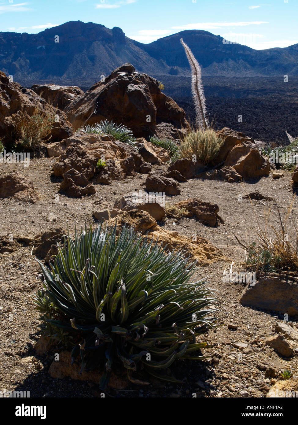 Desert type vegetation in the caldera of volcano Mount Teide Tenerife