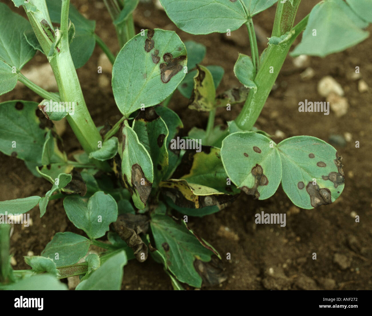 Leaf spot (Ascochyta fabae) lesions on young broad or field bean Vicia faba plant Stock Photo