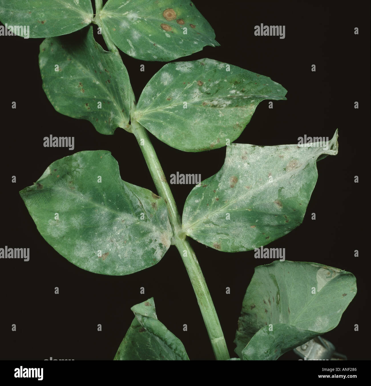 Powdery mildew Erysiphe pisi on a pea Pisum sativum leaf Stock Photo