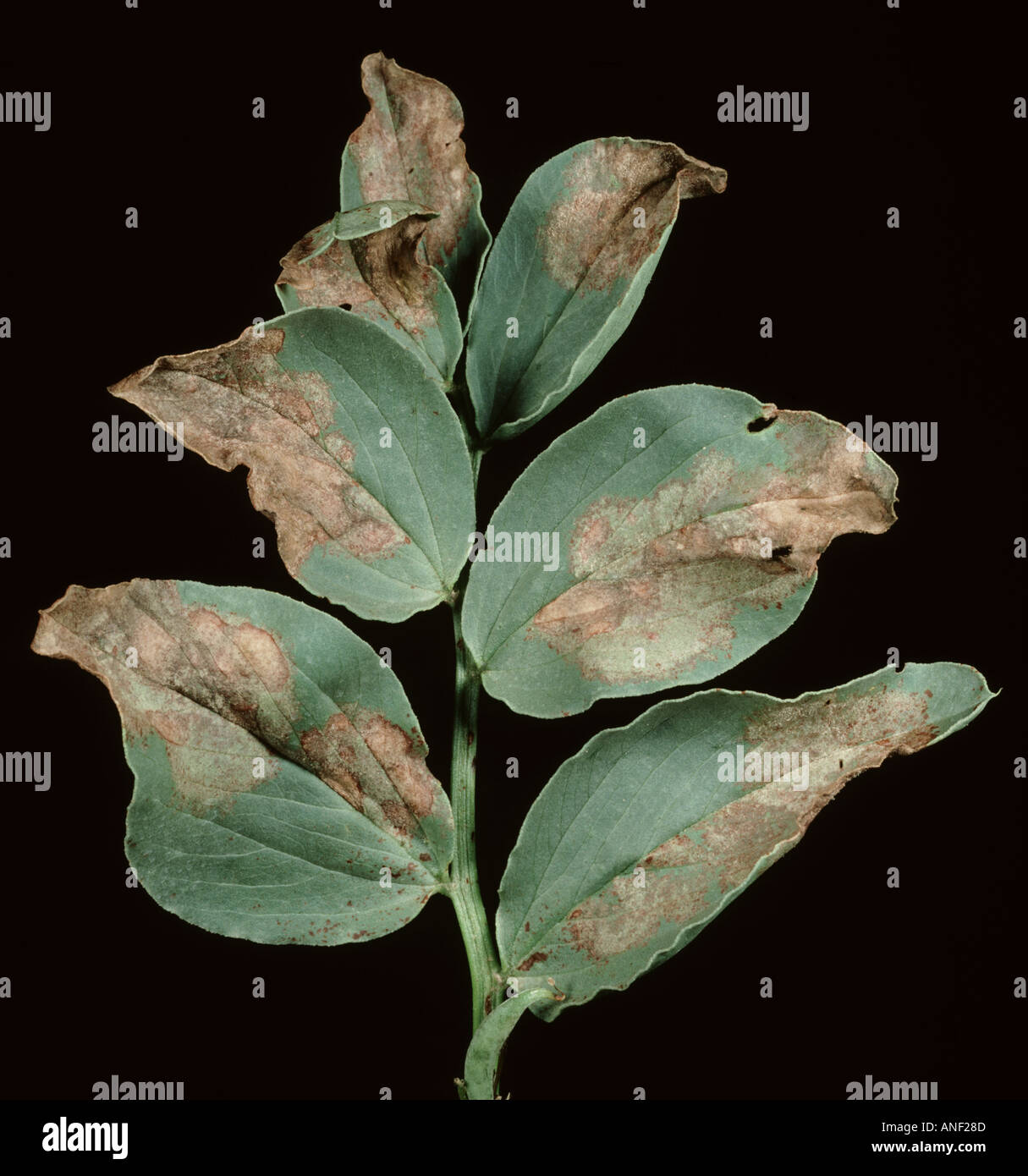 Downy mildew Peronospora viciae mycelium and necrotic lesions on field or broad bean Vicia fabae leaf Stock Photo