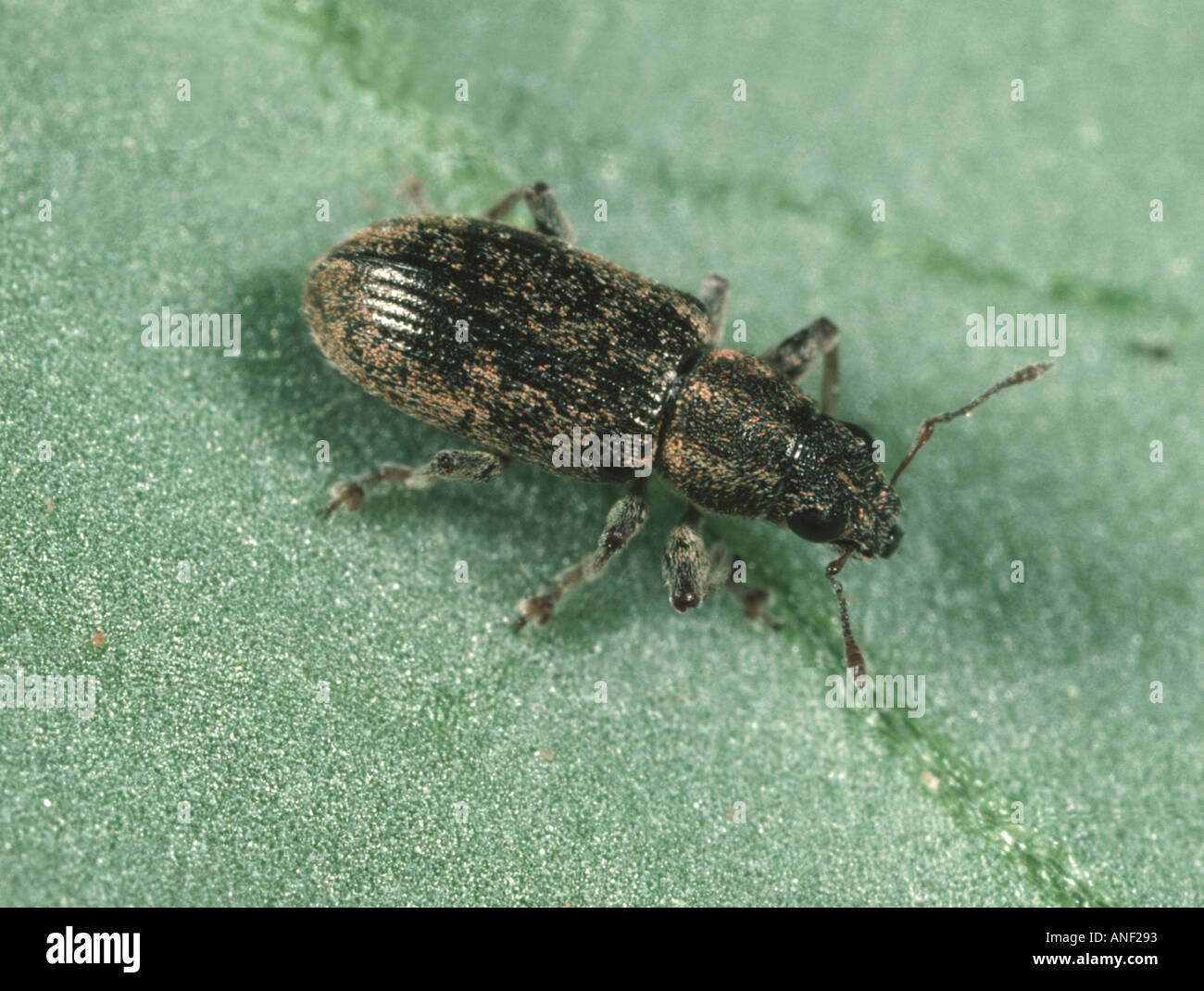 Bean weevil hires stock photography and images Alamy
