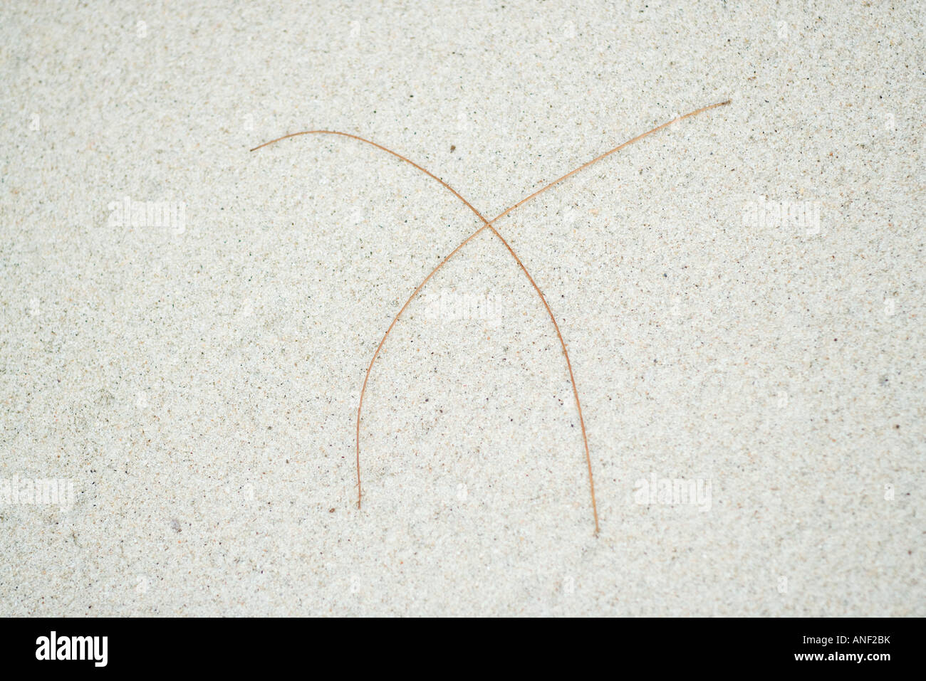 Overhead view pine needles hi-res stock photography and images - Alamy