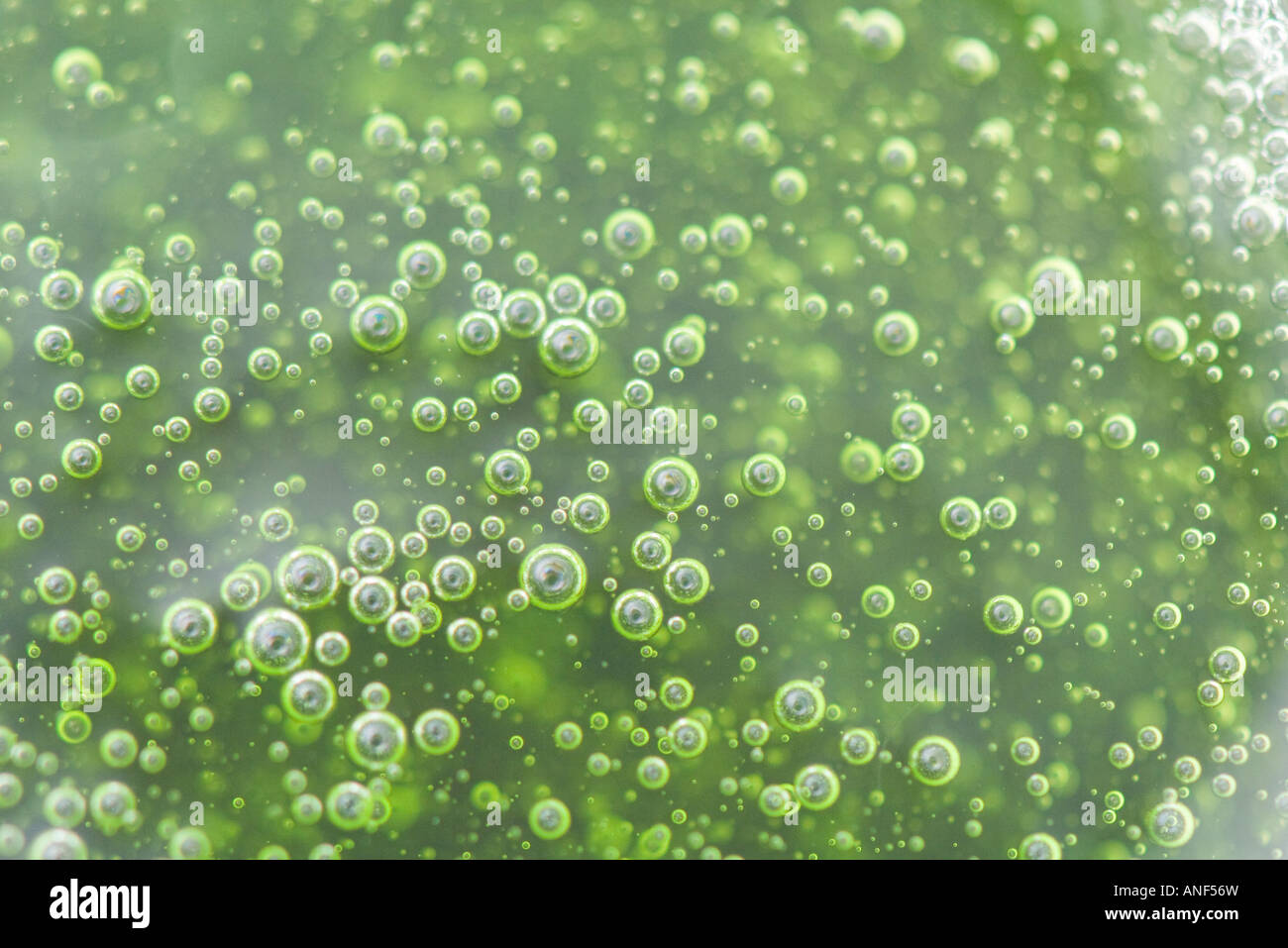 Bubbles in green substance, full frame Stock Photo