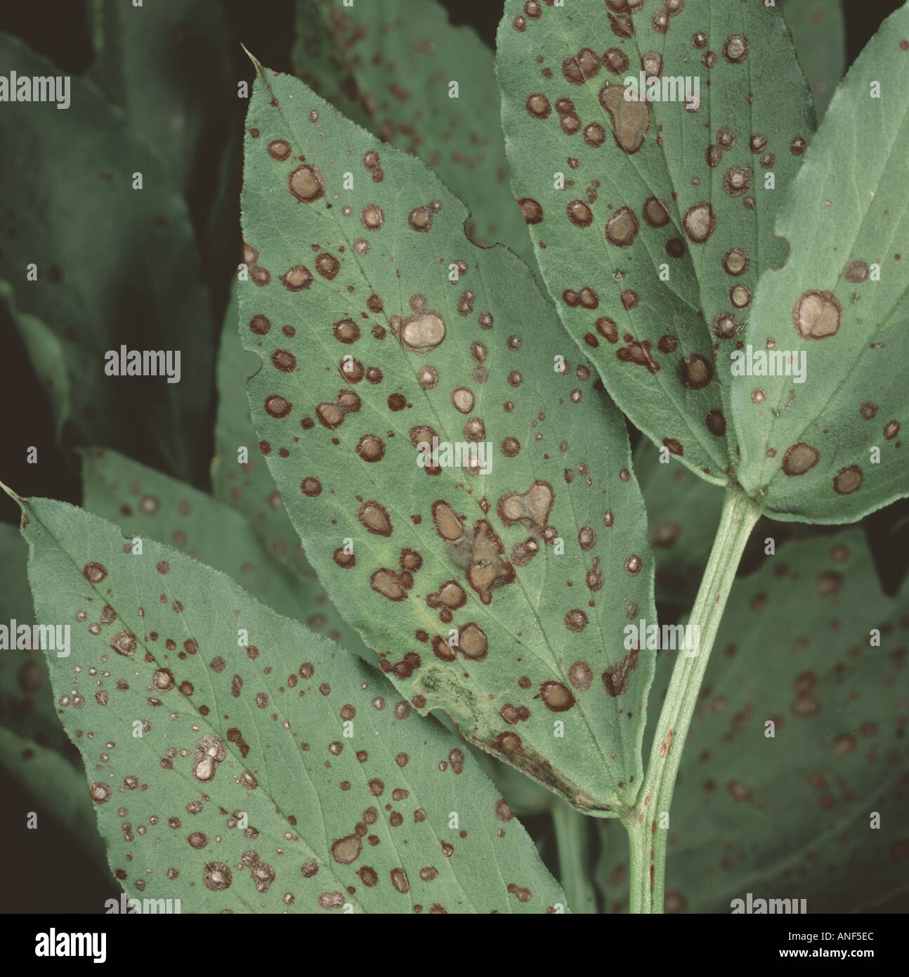 Chocolate spot Botrytis fabae lesions on field or broad bean leaves Vicia faba Stock Photo