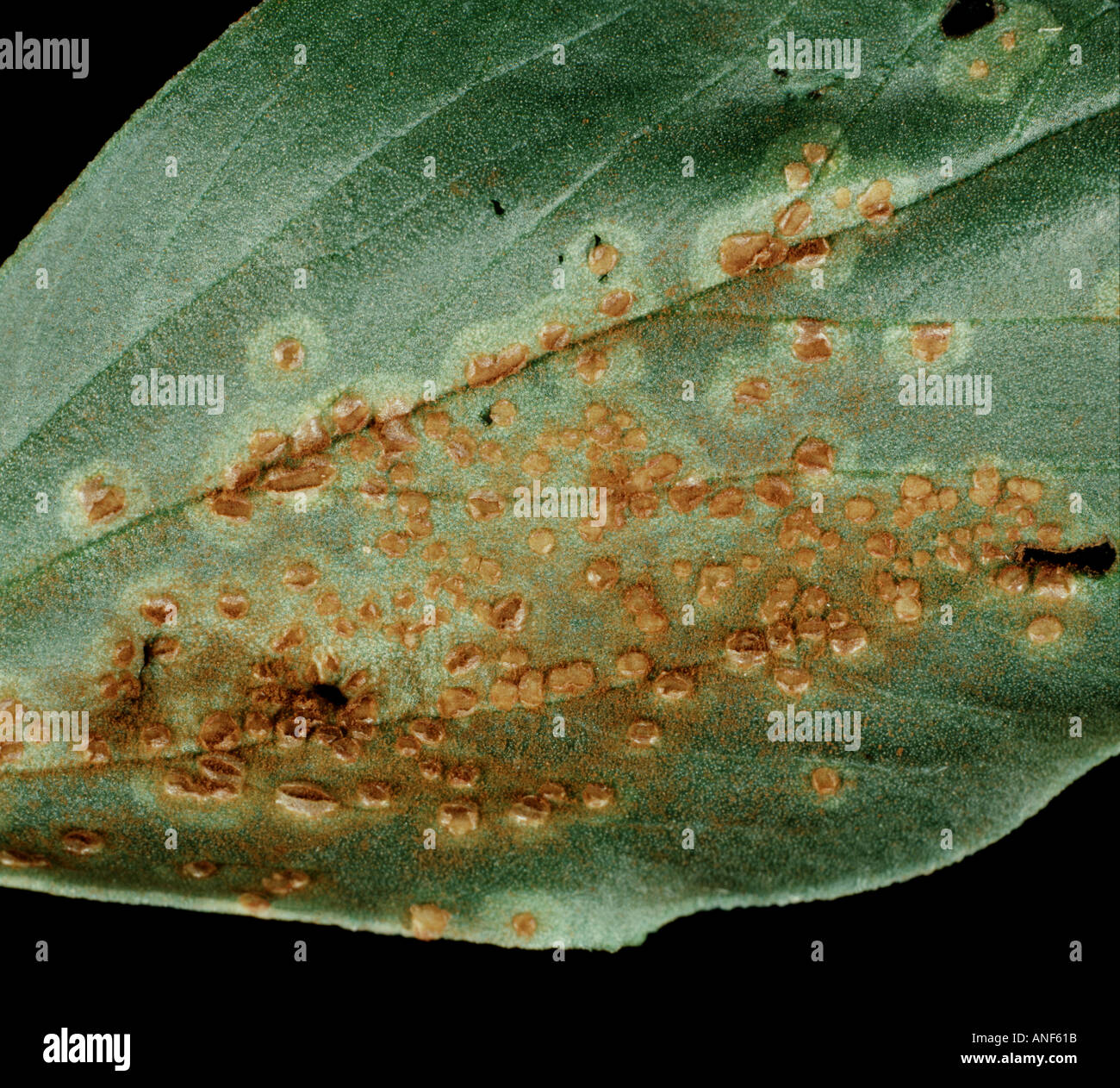 Pustules of field or broad bean rust Uromyces fabae on the top surface of a vicia bean leaf VIcia faba Stock Photo