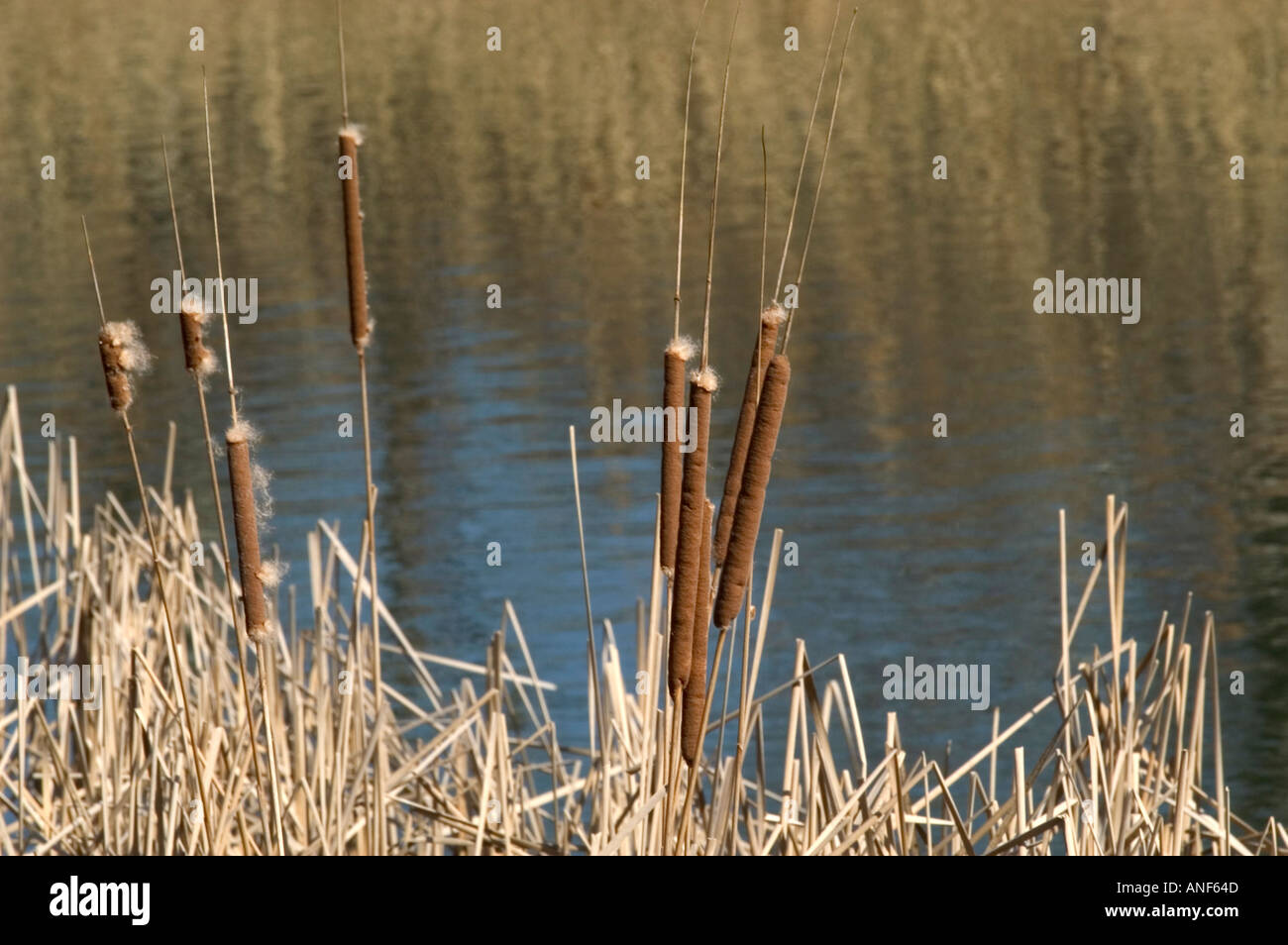 Reed see hi-res stock photography and images - Alamy