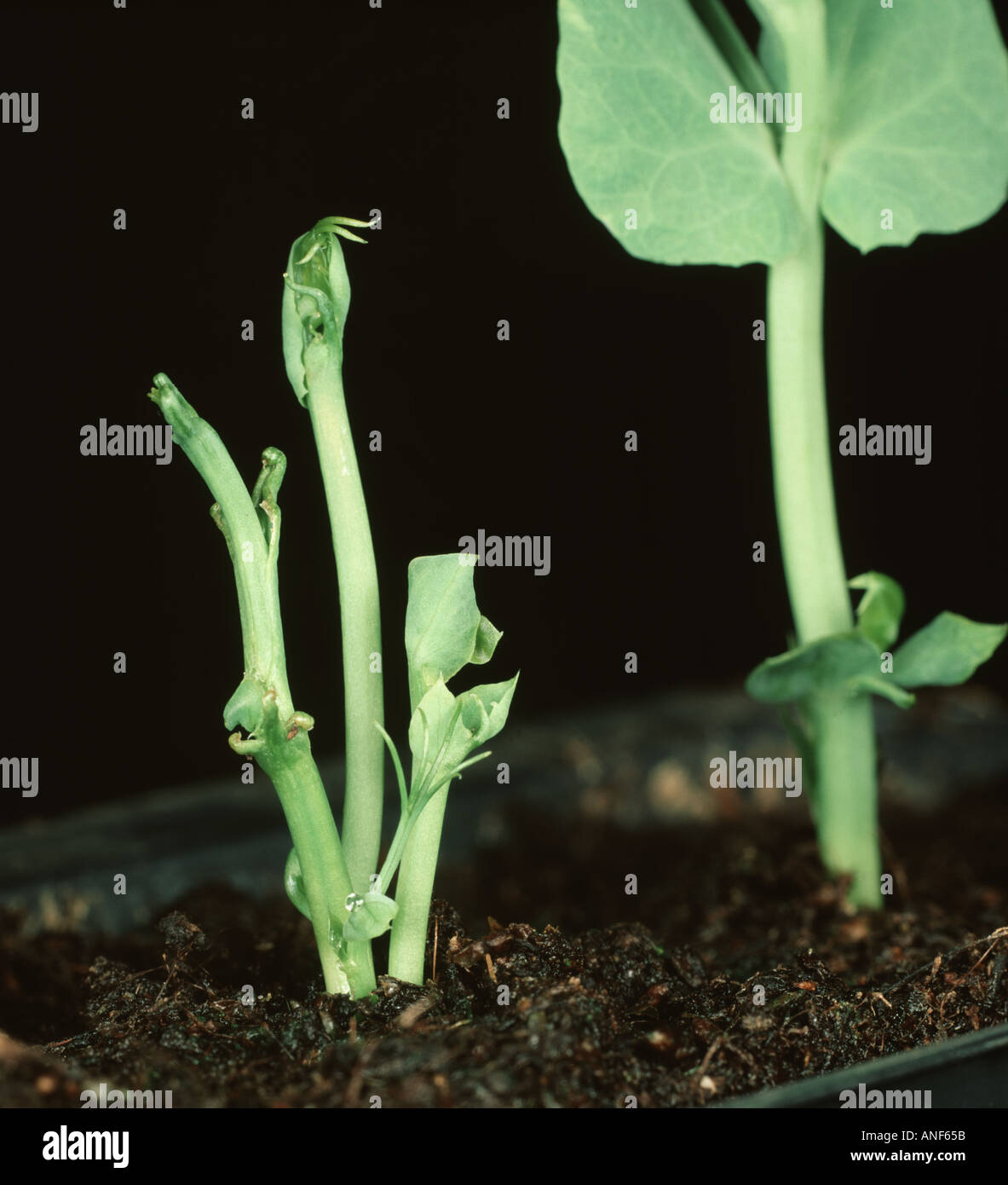 Manganese deficiency causes marsh spot in pea seeds and the resulting seedlings are deformed Both normal and abnormal seedling Stock Photo