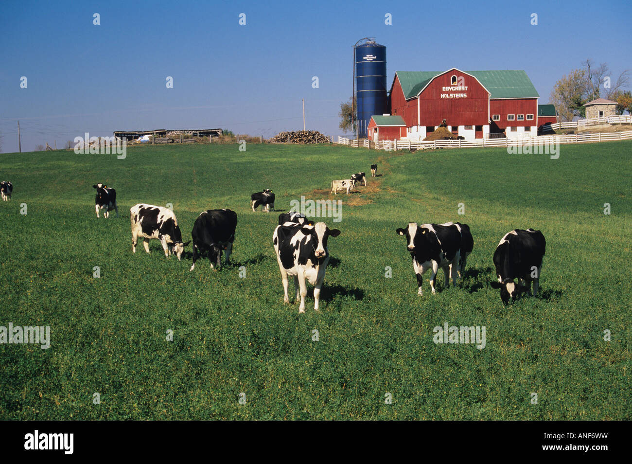 Holsteins on farm, Breslau, Ontario, Canada Stock Photo Alamy
