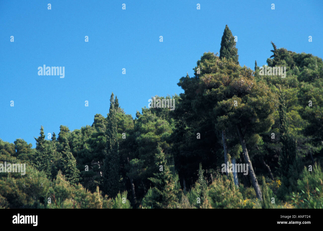 pinewood near Dubrovnik Stock Photo