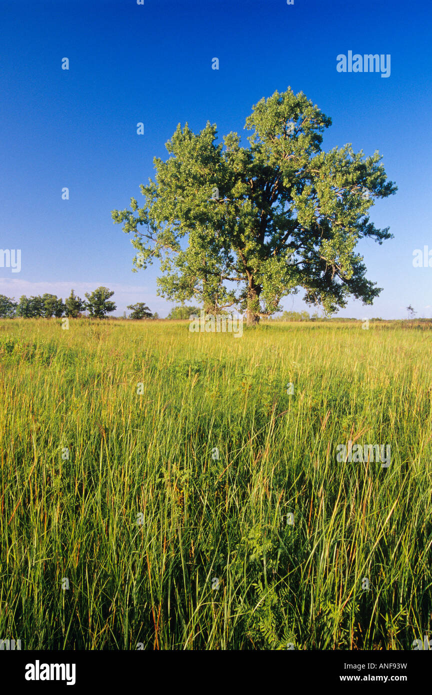 Lone cottonwood Tall Grass Prairie Preserve, Tolstoi, Manitoba, Canada