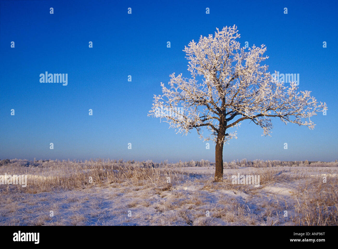 Birds Hills Provincial Park, Manitoba, Canada. Stock Photo