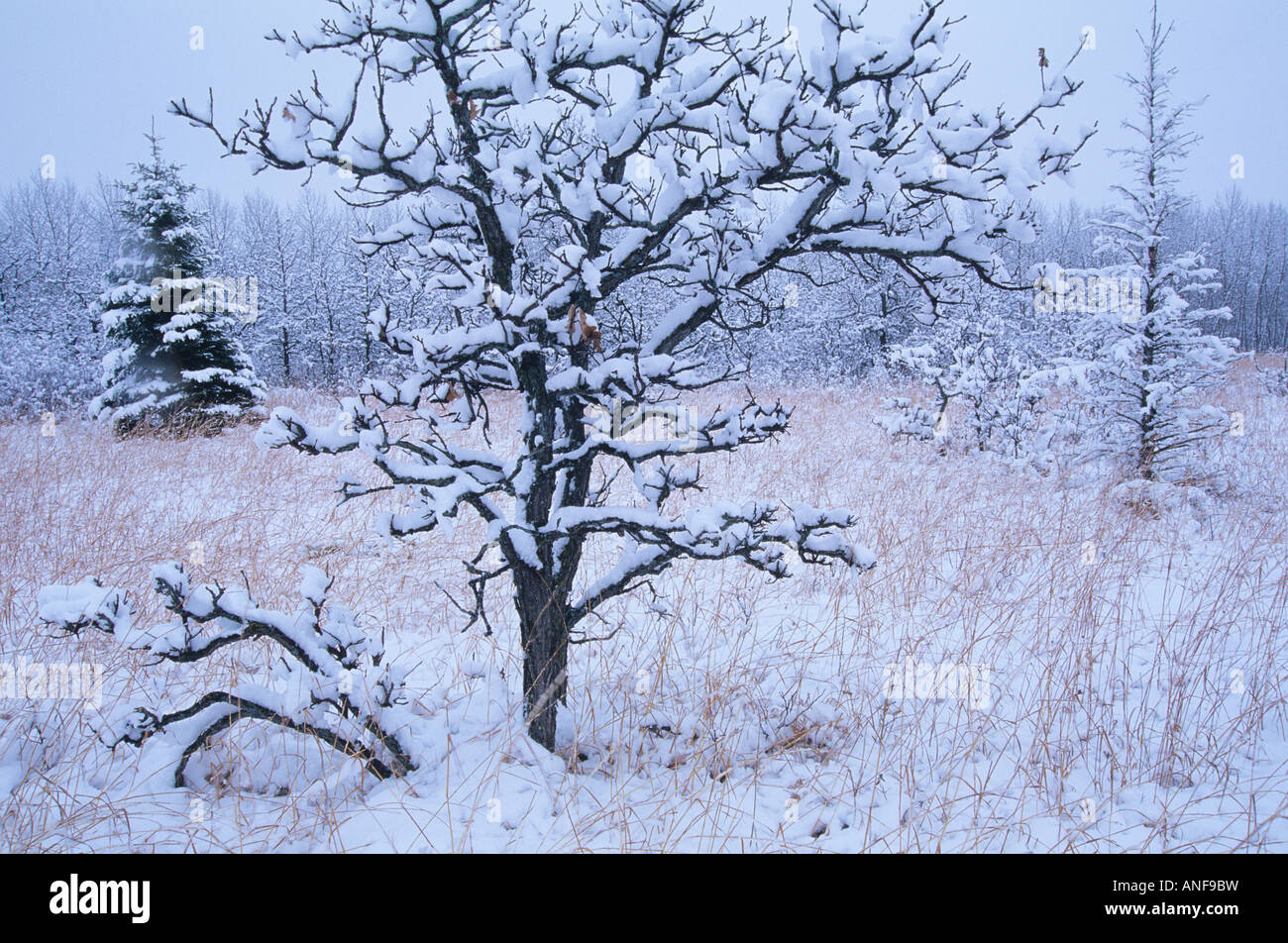First snow, Birds Hill Provincial Park, Manitoba, Canada. Stock Photo