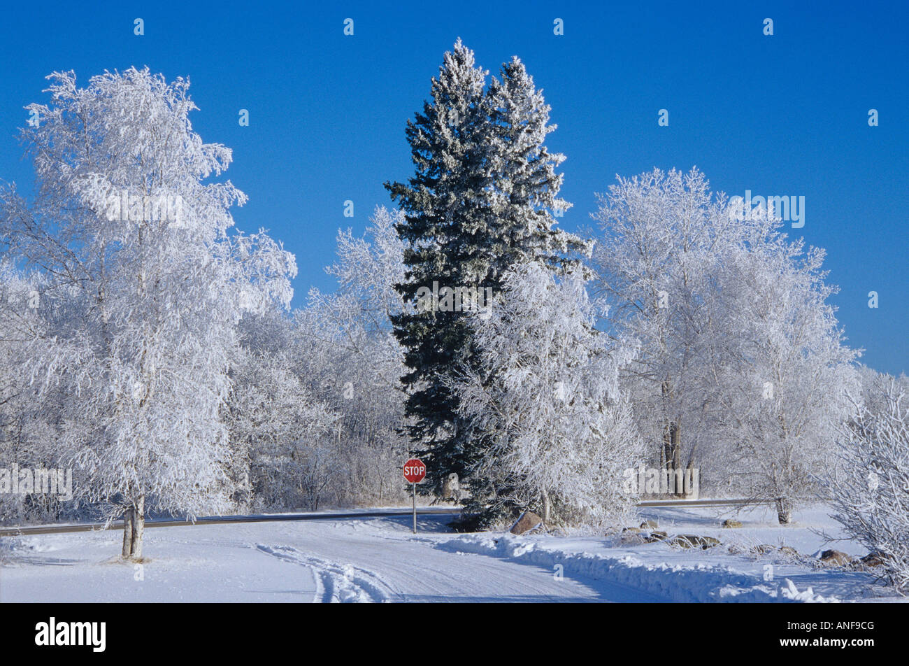 Hoarfrost, Birds Hill Provincial Park, Manitoba, Canada. Stock Photo