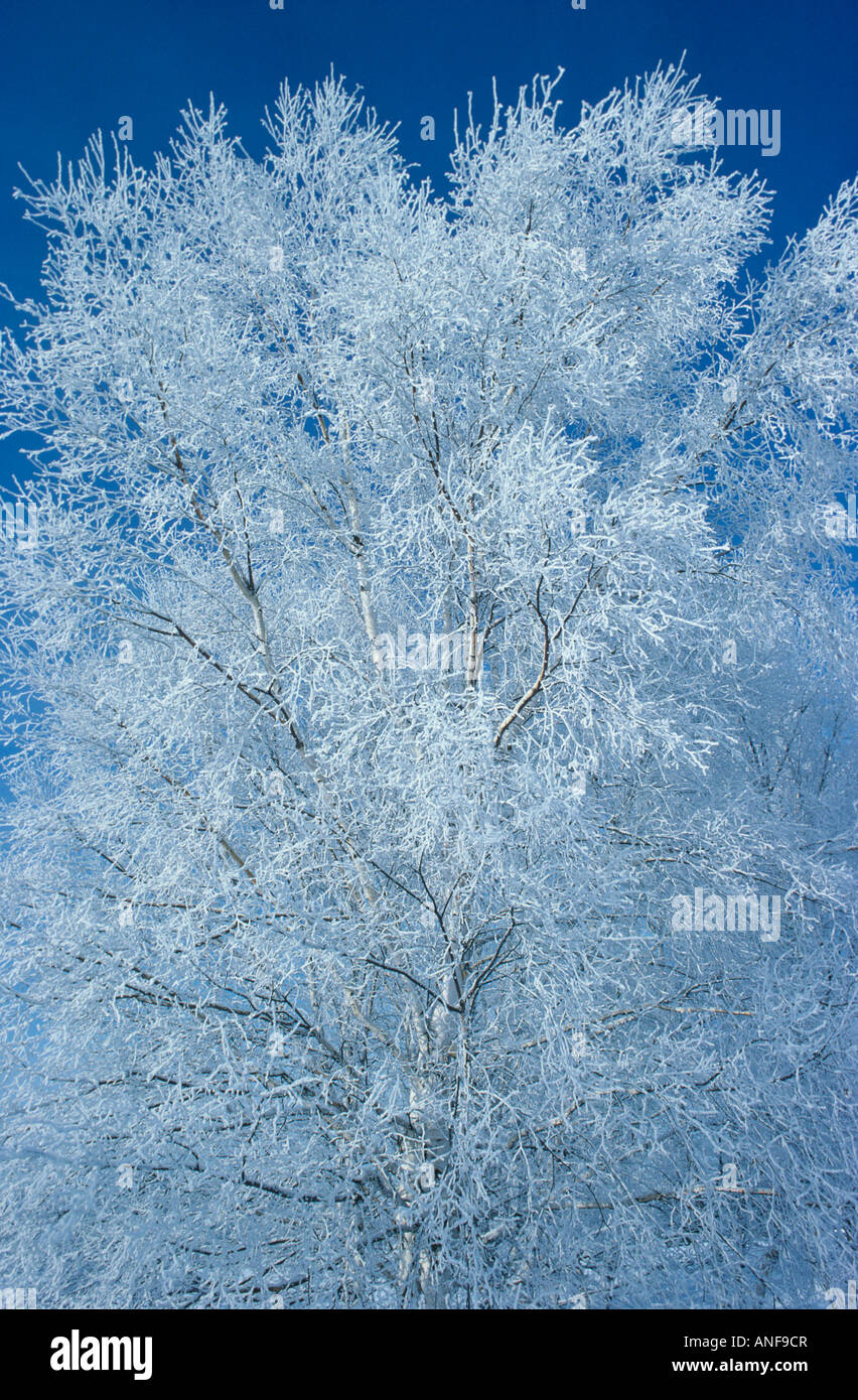 Hoarfrost decorates a winter scenic, Birds Hill Provincial Park, Manitoba, Canada. Stock Photo