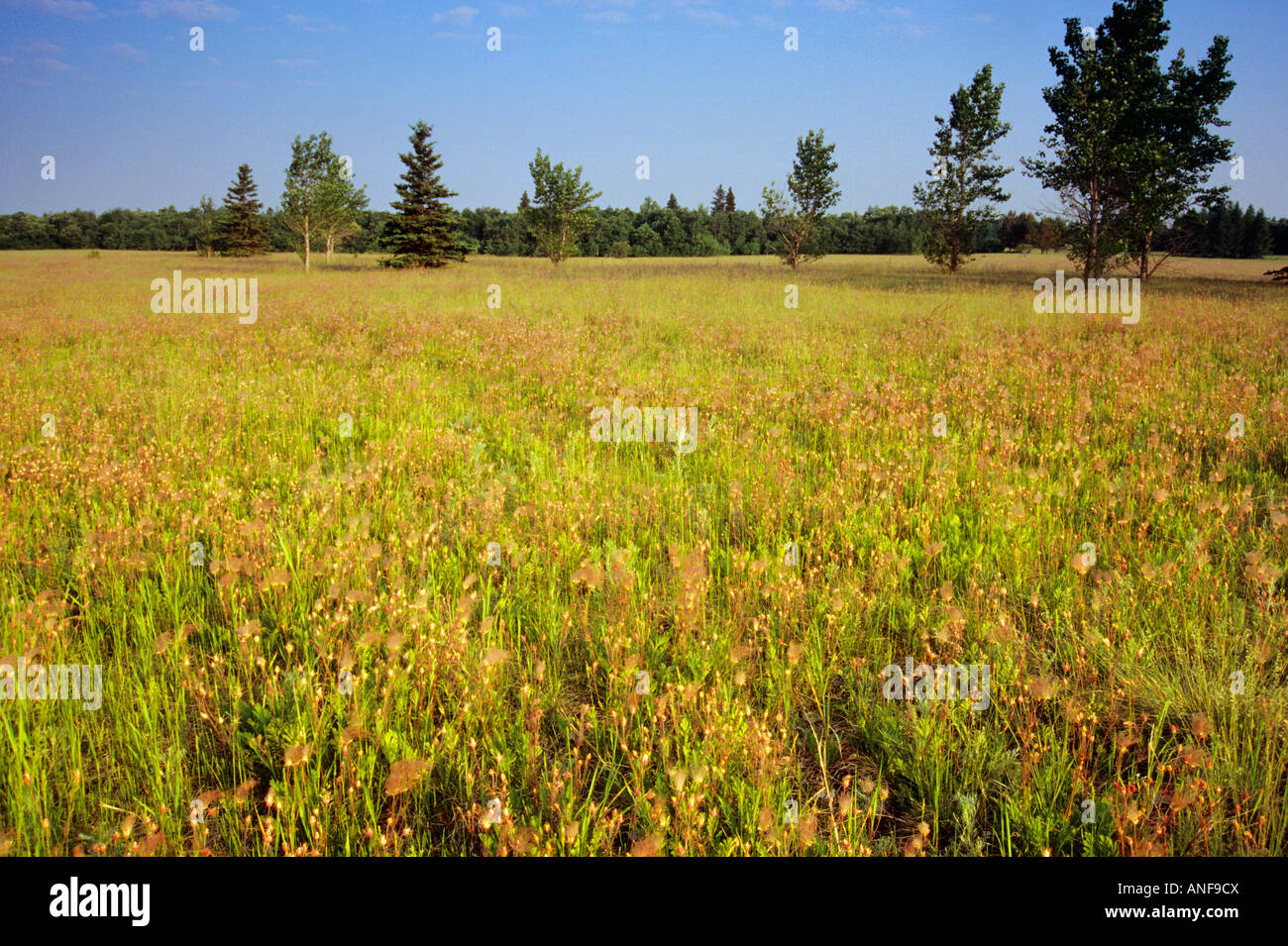 Three flowered avens in meadow, Birds Hill Provincial Park, Manitoba, Canada. Stock Photo