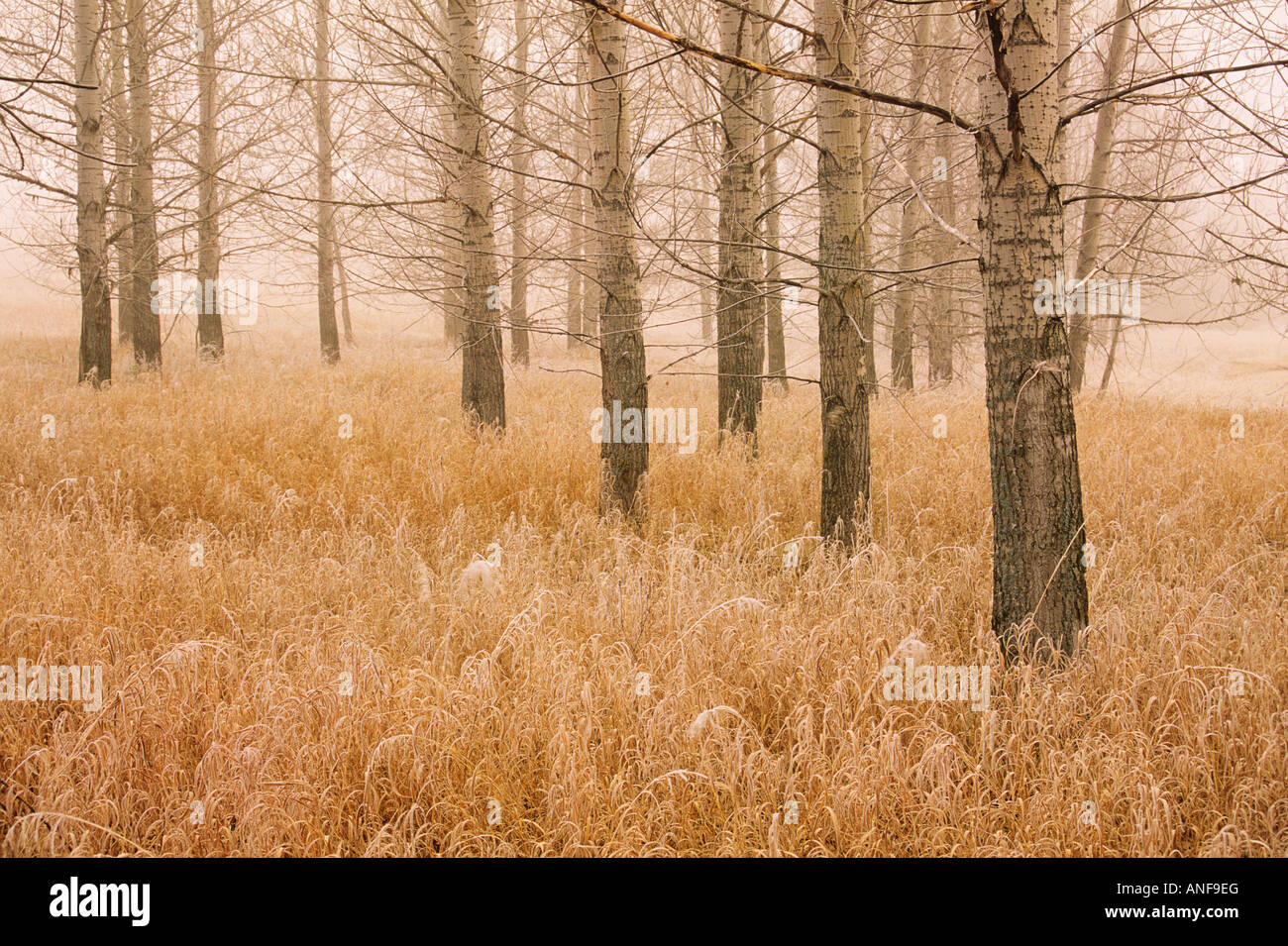 Poplars in early winter, Birds Hill Provincial Park, Manitoba, Canada. Stock Photo