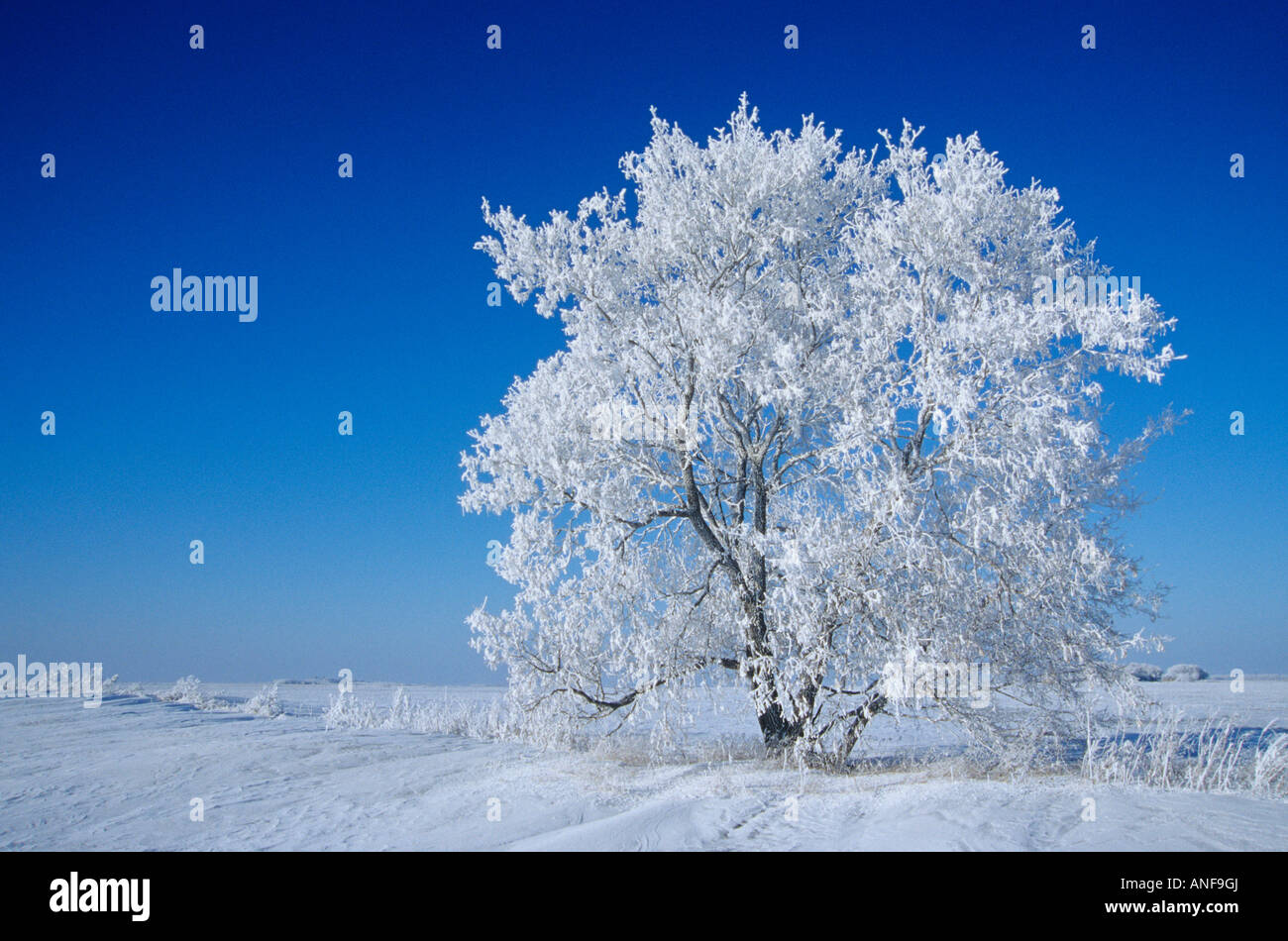 Trees in winter near Oakbank, Manitoba, Canada Stock Photo Alamy