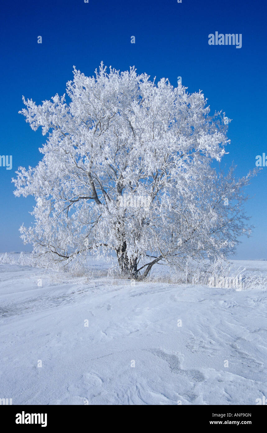 Trees in winter near Oakbank, Manitoba, Canada Stock Photo Alamy