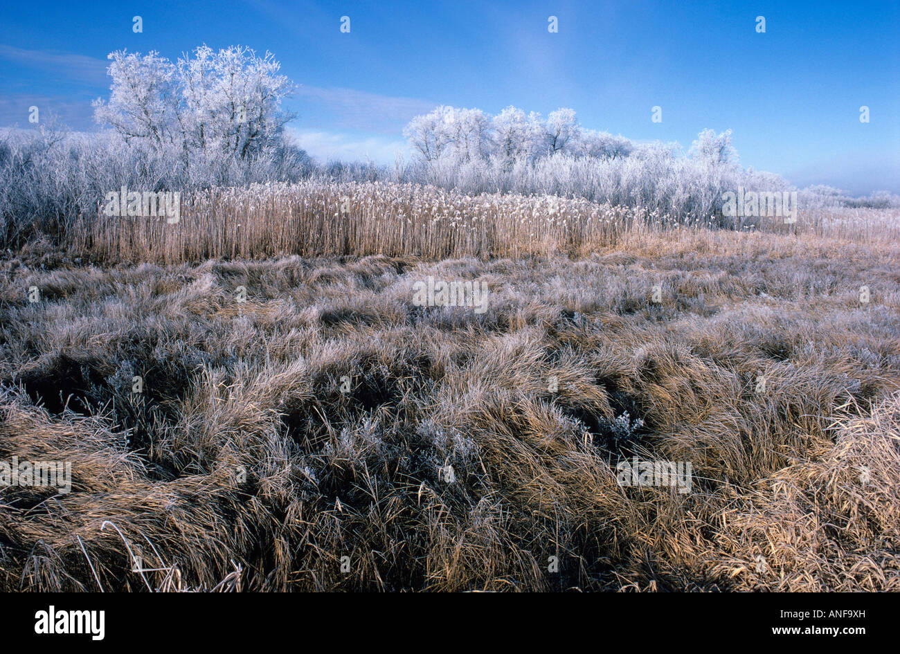 Hoarfrost on marsh, Oak Hammock, Manitoba, Canada. Stock Photo