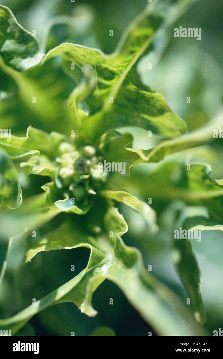 Plant growing in vegetable garden, extreme closeup Stock Photo Alamy
