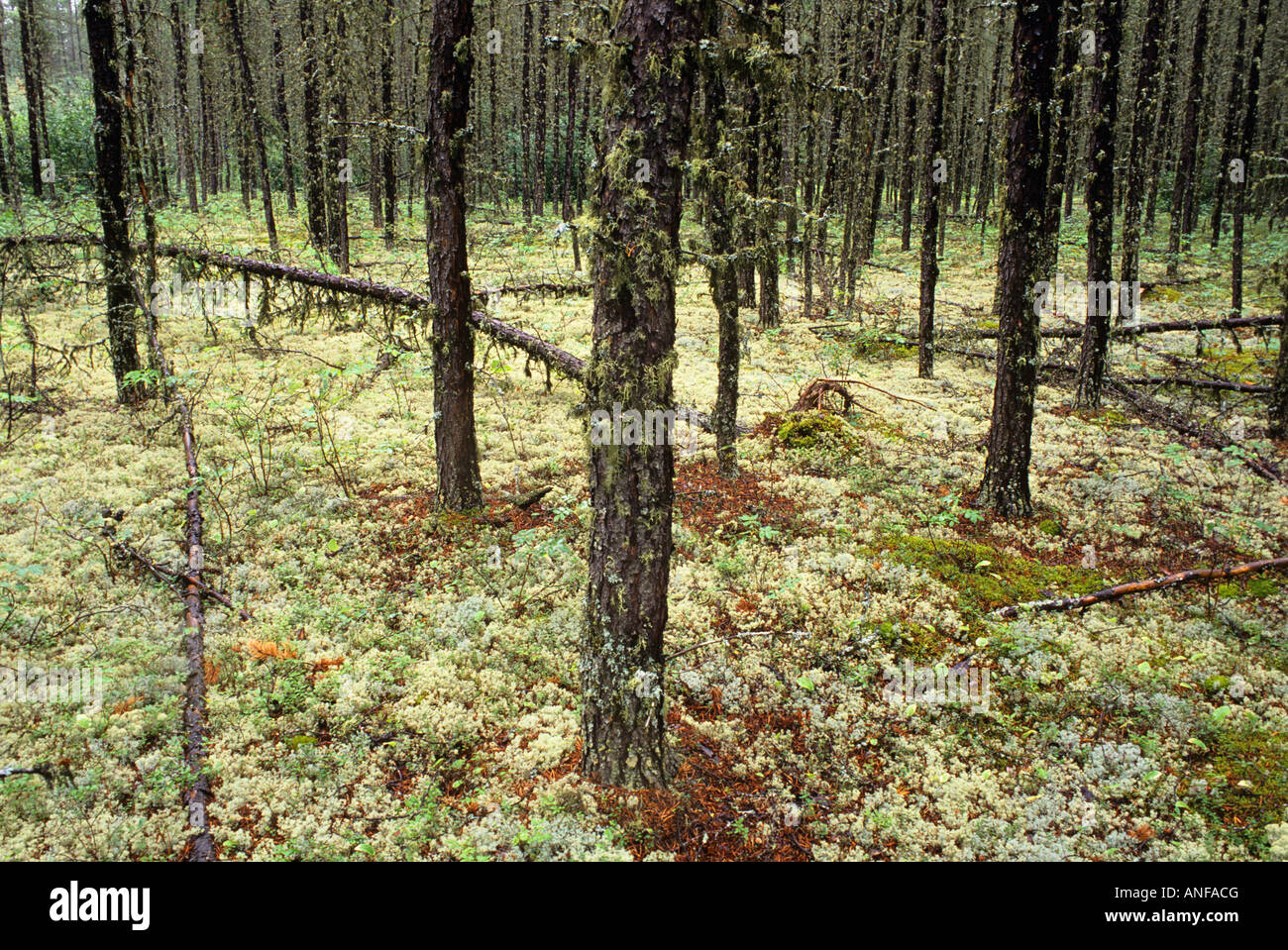 Lichens in Jackpine forest floor, Leaf Rapids, Manitoba, Canada Stock
