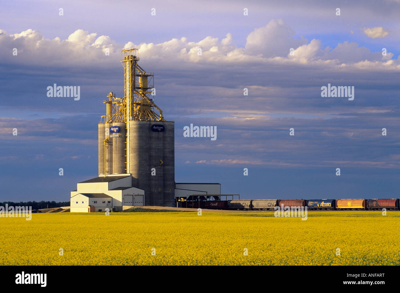 Canola and grain elevator , Letellier, Manitoba, Canada Stock Photo Alamy