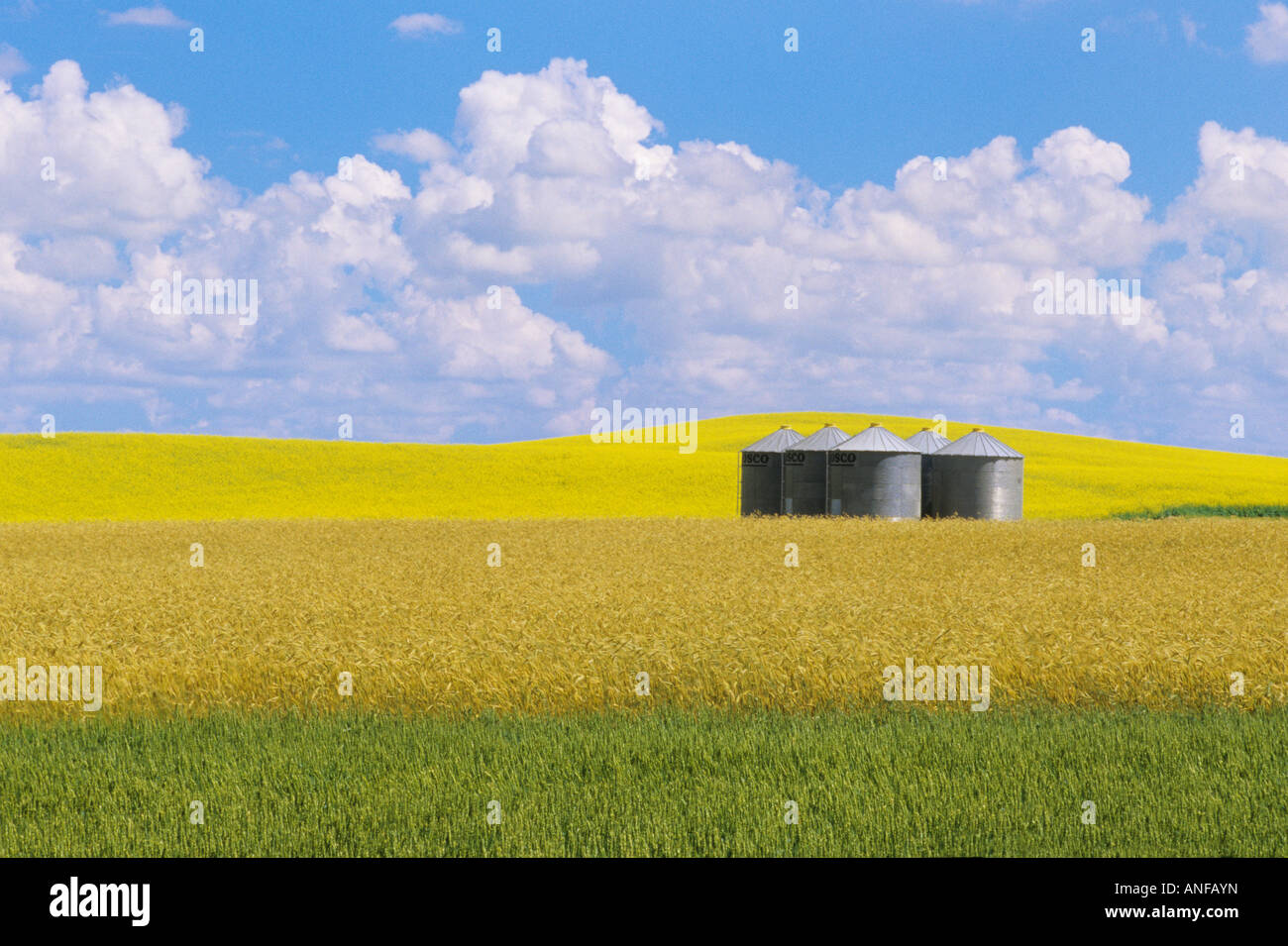 Canola, rye and wheat, Manitoba, Canada Stock Photo - Alamy